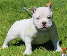 american pit bull puppy posted by Exotic Bully
